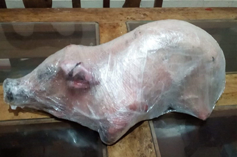 Cerdo pelón mexicano en canal orgánico alimentado en pastoreo. Peso aprox. Entre 8 a 25 kg